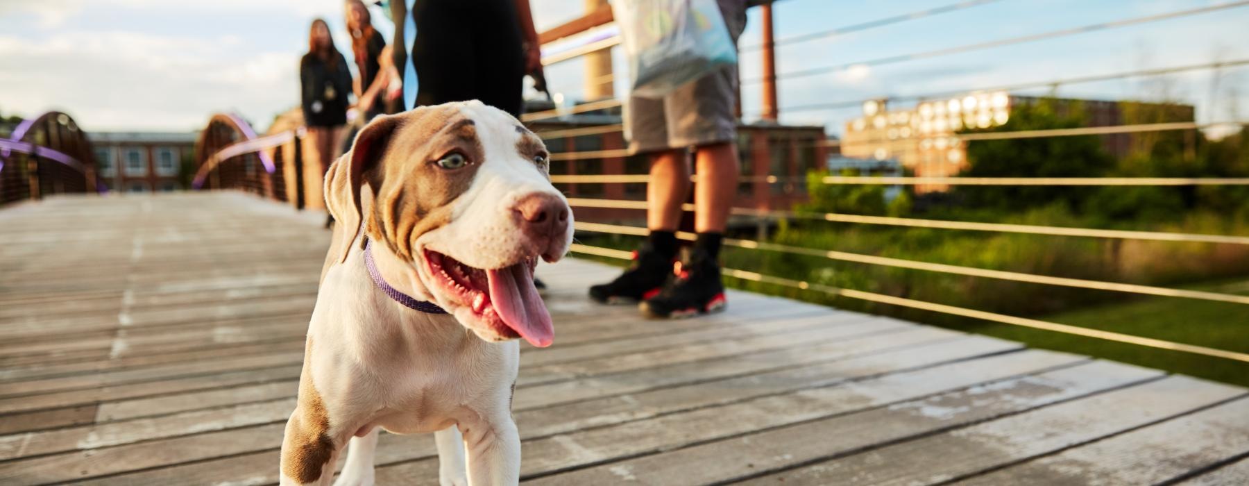 a dog standing on a bridge